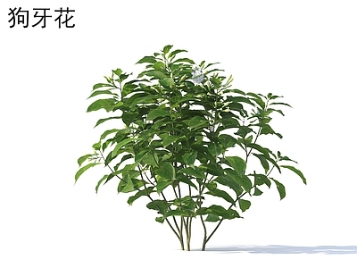 花 狗牙花 花草灌木