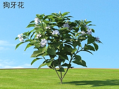 花 狗牙花 花草灌木