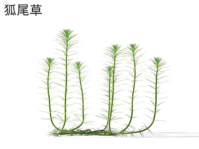 草 狐尾草 花草灌木