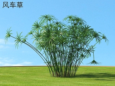 草 风车草 花草灌木