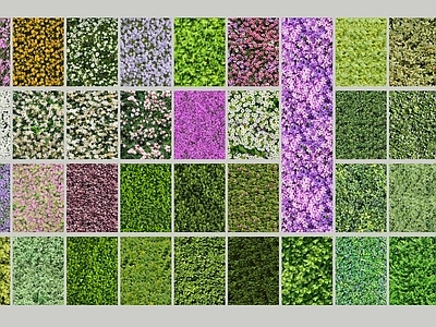 花草组合 绿篱地被花卉
