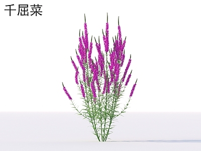 花 千屈菜 花草灌木