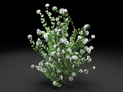 花草组合 假橙花 植物 花草 灌木