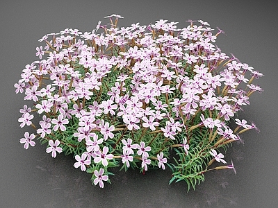 花草组合 花卉 芙露斯 花草 鲜花 花团