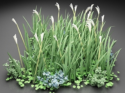 花草组合 植物 小草 花草 草地 草丛