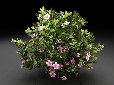 花草组合 灌木 花卉 植物 树木