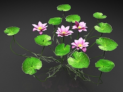 花草组合 荷花 莲花 水芙蓉 花卉 花朵 植物