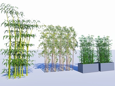 竹子 盆栽竹子 3d植物