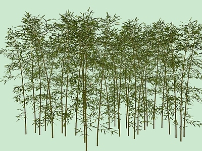 竹子 现代竹子 树池竹子 盆栽竹子