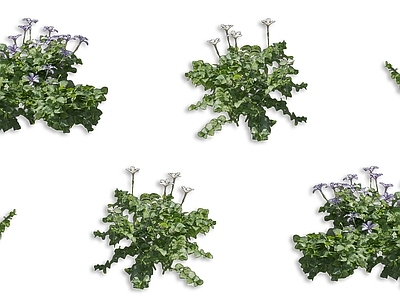 花草组合 白花蓝星草铺地草 开花铺地植物 紫色花卉灌木 绿篱植物组合