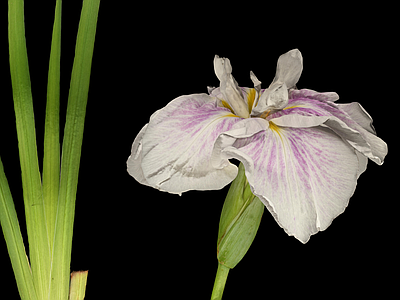 花 玉蝉花 花 鲜花 花卉