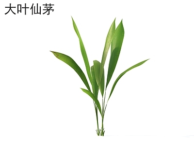 草 大叶仙茅 花草