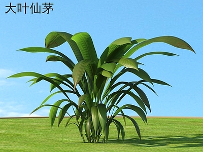 草 大叶仙茅 花草灌