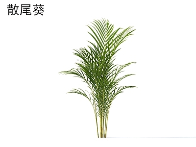 草 散尾葵 花草灌木