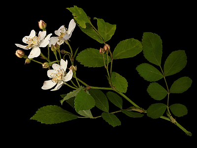 花 野蔷薇 蔷薇花 玫瑰花 花 花枝