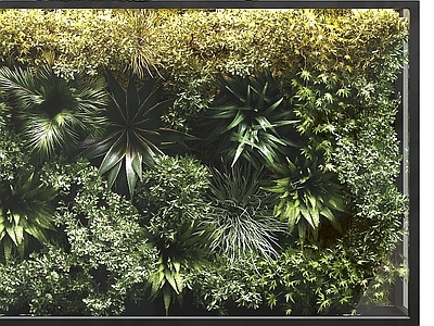 绿植墙