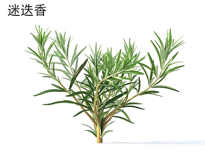 草 迷迭香 花草灌木