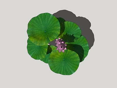 水生植物