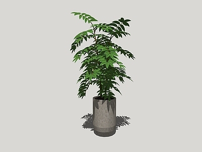 盆栽 现代植物绿植盆栽