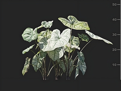 其他绿植 五彩芋 花卉