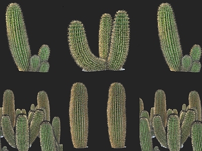 植物组合 仙人掌植物盆栽绿 沙发仙人掌灌木 绿篱植物组合 户外绿植