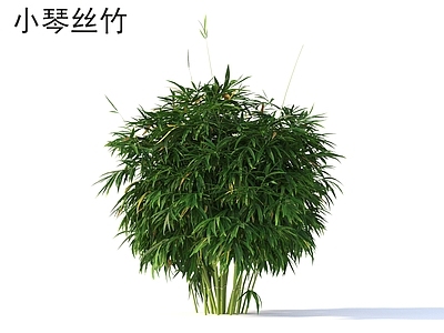 竹子 小琴丝竹 植物类