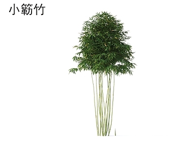 竹子 小簕竹 植物类