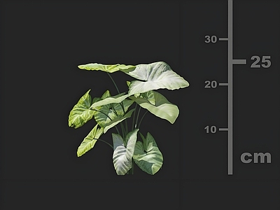 其他绿植 合果芋 花卉