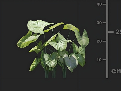 其他绿植 合果芋 花卉