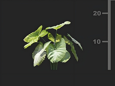 其他绿植 合果芋