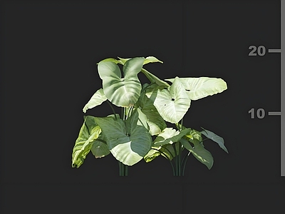 其他绿植 合果芋