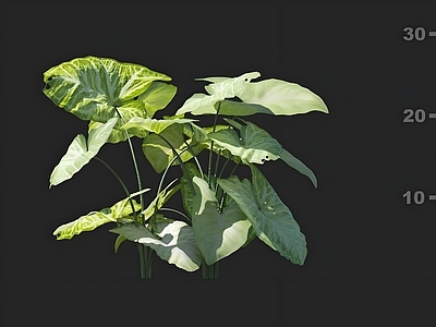 其他绿植 合果芋 花卉