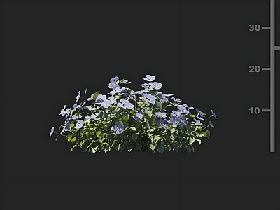 花草组合 蔓长春花 花草 花卉