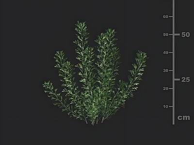 花草组合 青蒿 园林