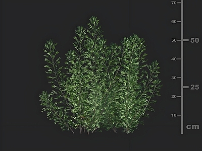 花草组合 青蒿 园林