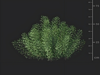其他绿植 园林景观草