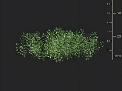 其他绿植 园林草 青蒿