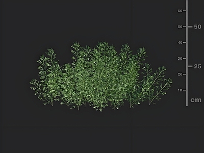 其他绿植 园林景观草