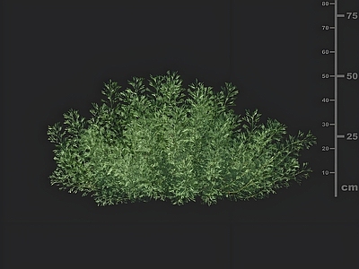 其他绿植 园林草