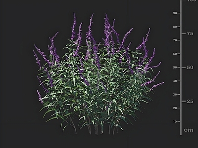 花草组合 墨西哥鼠尾草 花草