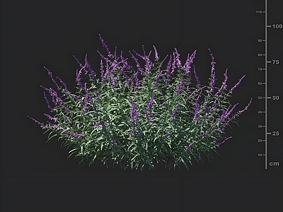 花草组合 墨西哥鼠尾草 花草 园林绿化