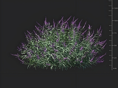 花草组合 墨西哥鼠尾草 花草 园林绿化