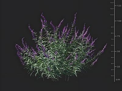 花草组合 墨西哥鼠尾草 花草 园林草