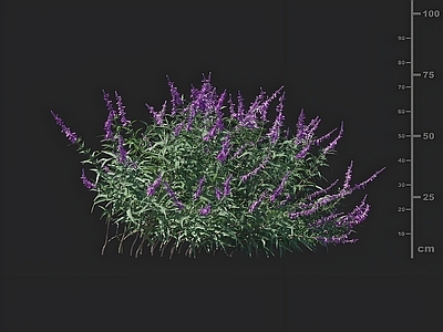 花草组合 墨西哥鼠尾草 花草 园林草