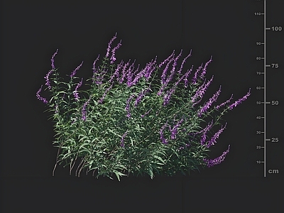 花草组合 墨西哥鼠尾草 花草 园林景观绿植草