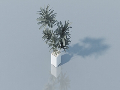 其他绿植 富贵竹