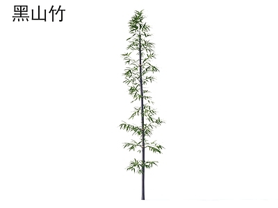 竹子 黑山竹 植物类