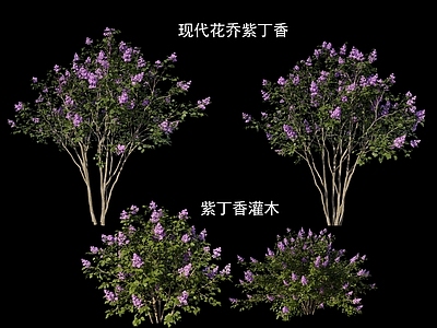 植物组合 现代丁香树 紫丁香花 紫薇树 花乔 丁香灌木