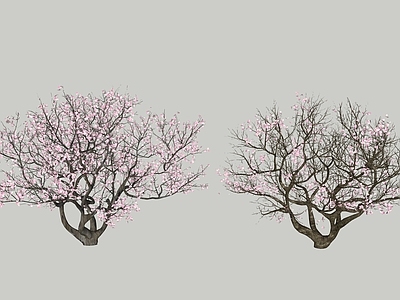 乔木 樱花 景观树 山杏