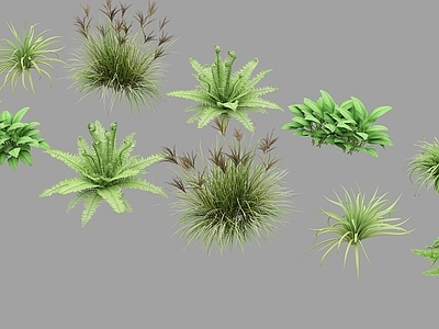 花草组合 草 植物